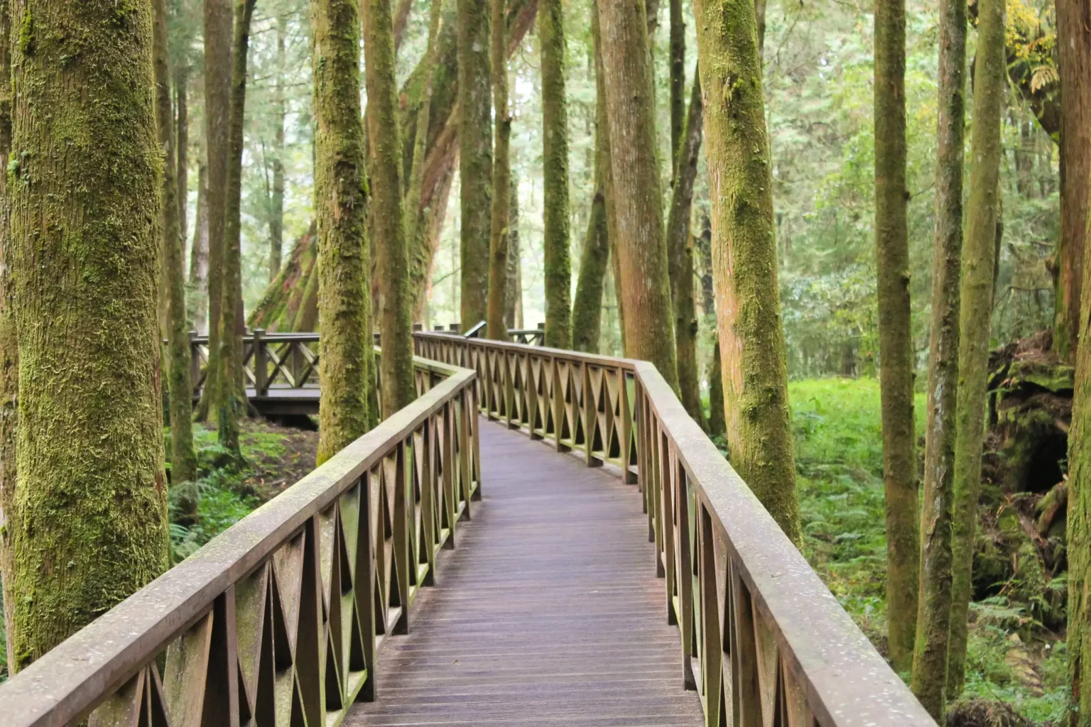 Alishan forêt