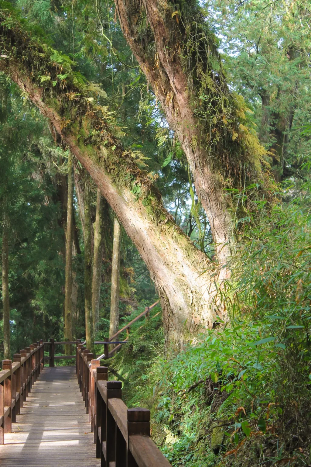 Alishan arbre