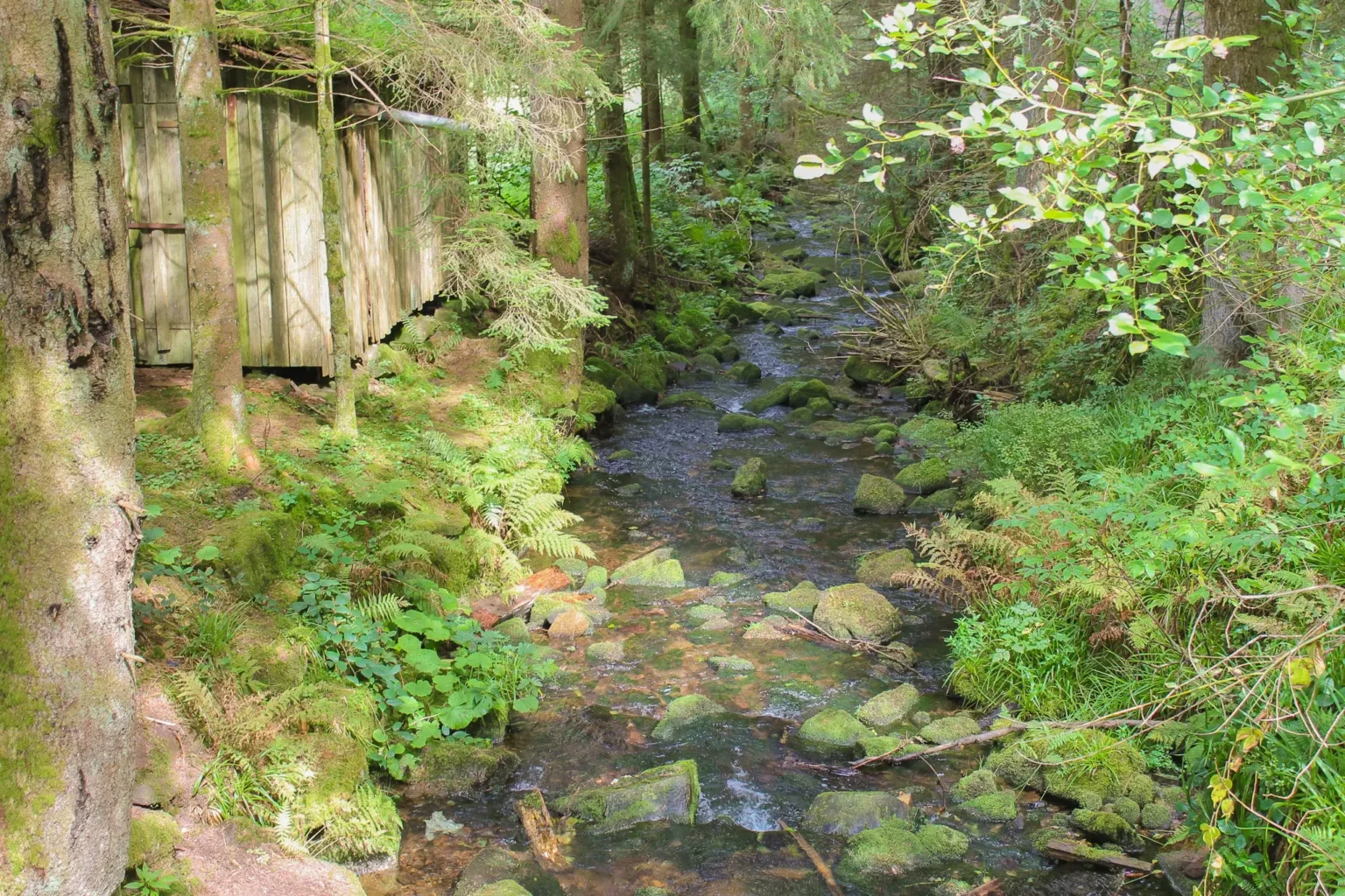 rivière forêt noire